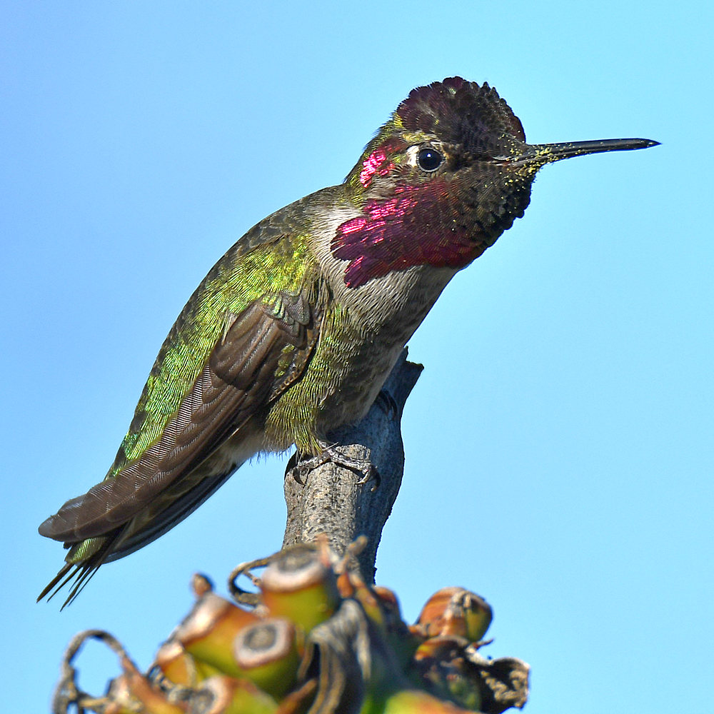 Hummer4.jpg
