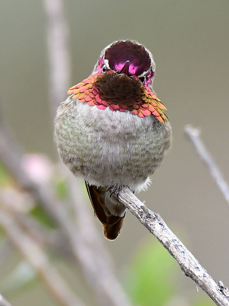 Hummer4.jpg