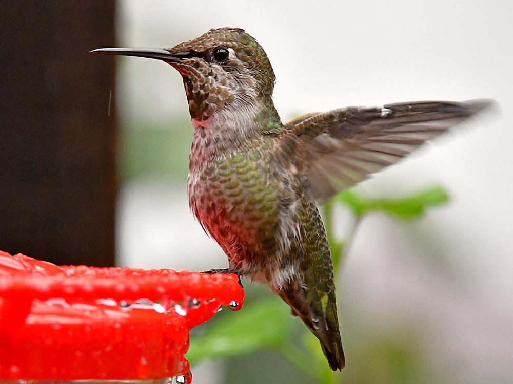 Hummer4.jpg
