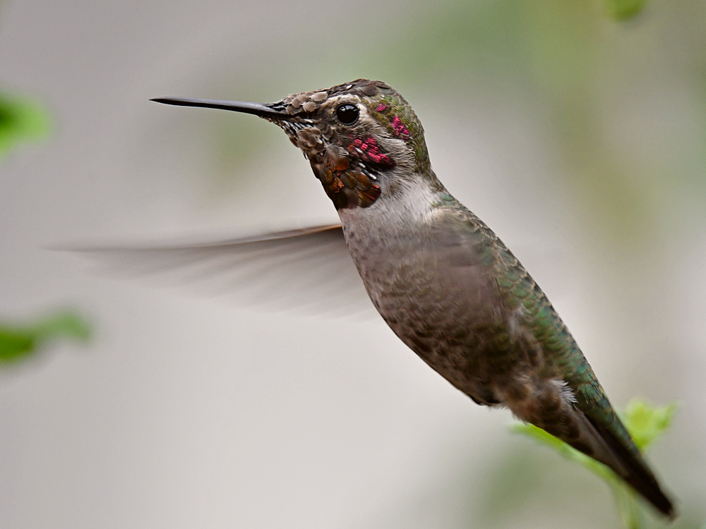 Hummer4.jpg