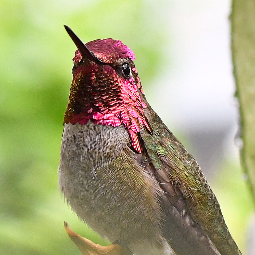 Hummer4.jpg