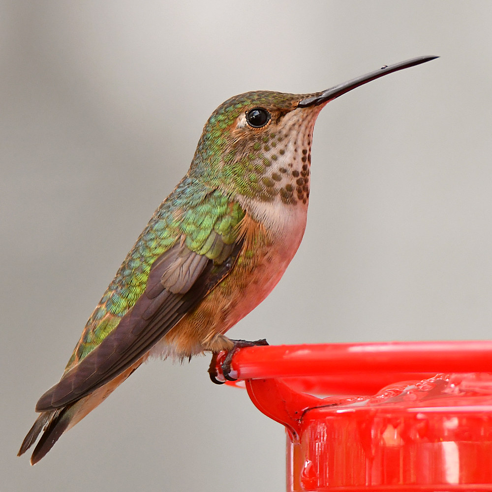 Hummer4.jpg