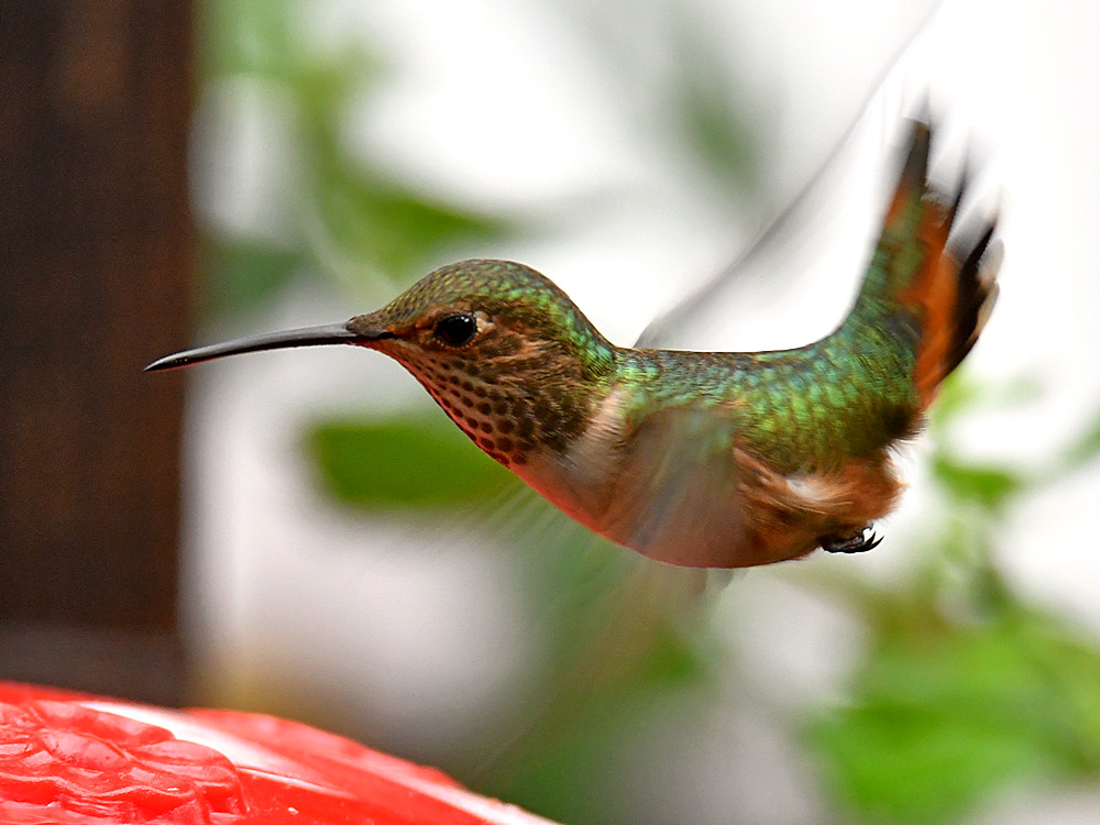 Hummer4.jpg