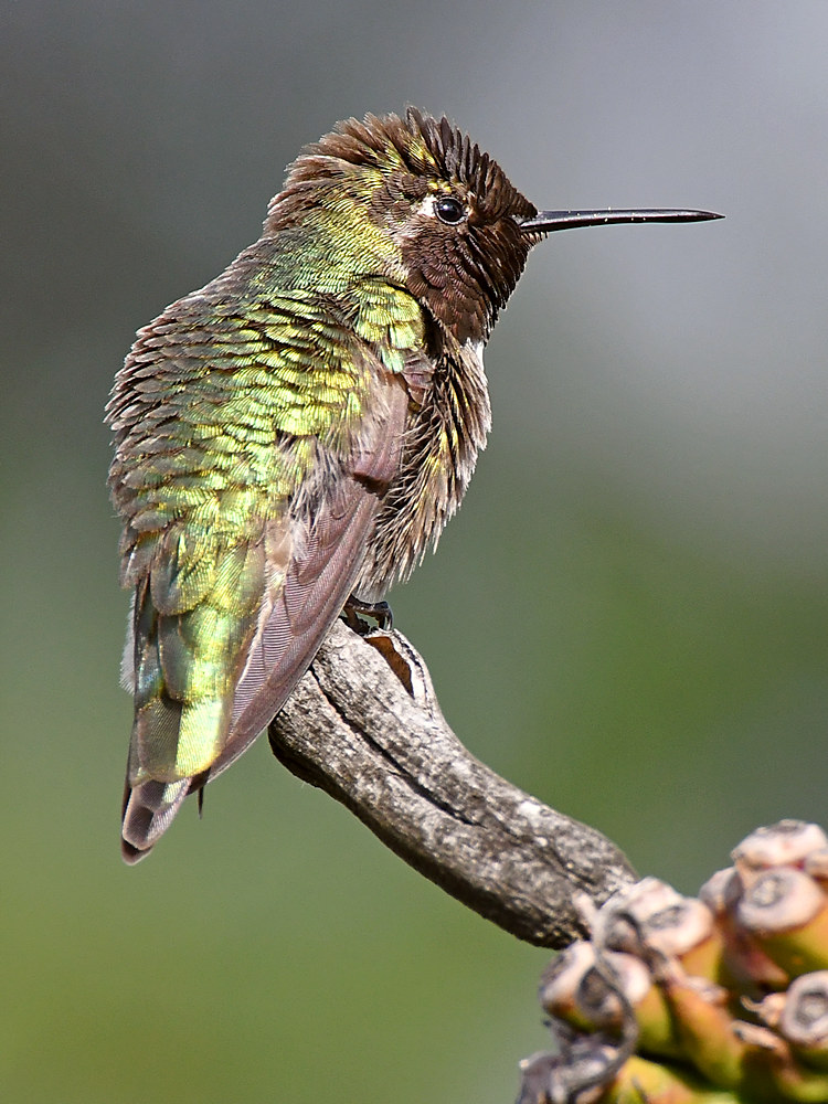 Hummer4.jpg
