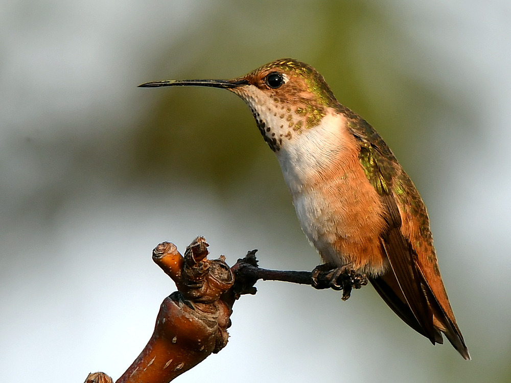 Hummer4.jpg