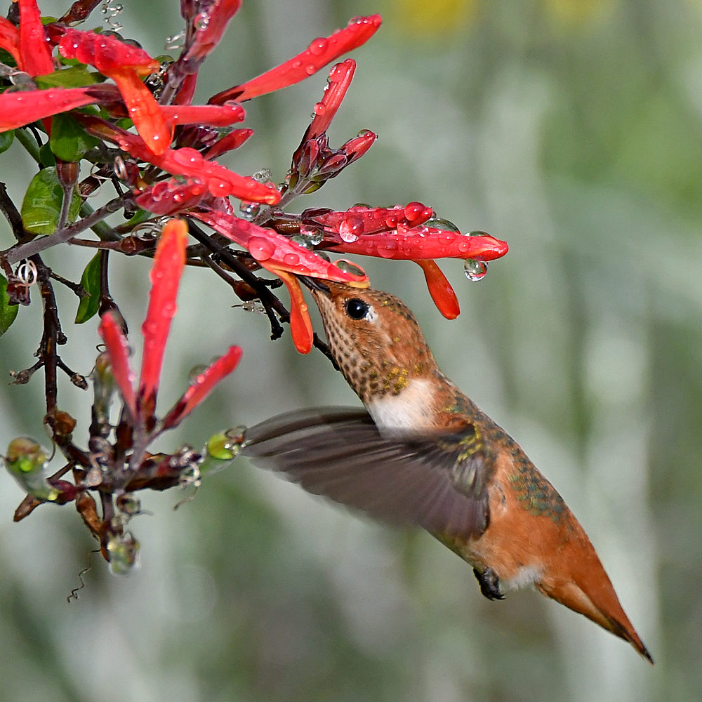 Hummer4.jpg