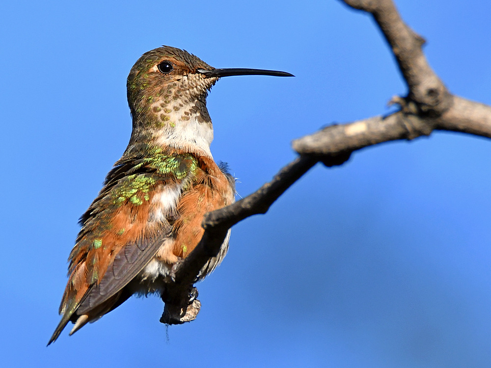 Hummer4.jpg