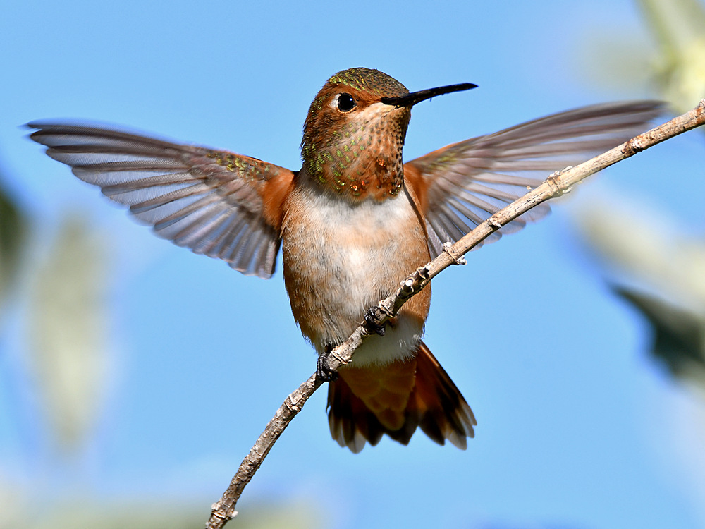 Hummer4.jpg