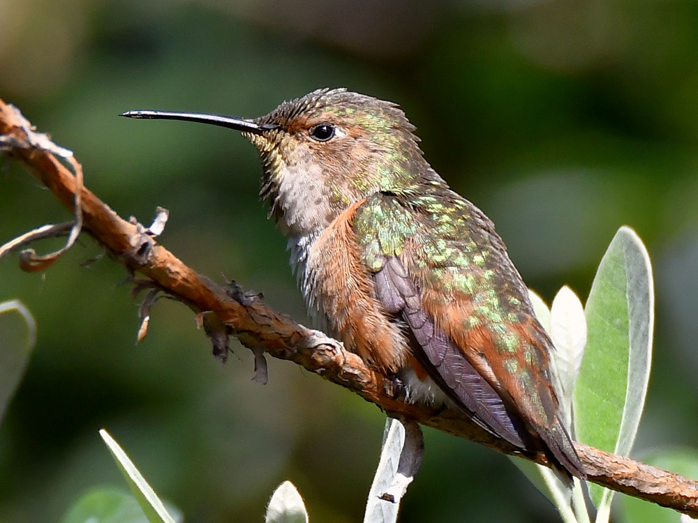 Hummer4.jpg