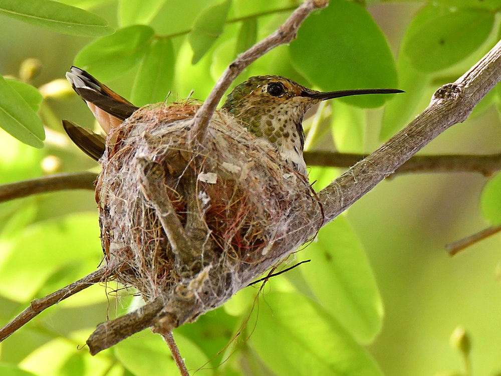 Hummer4.jpg