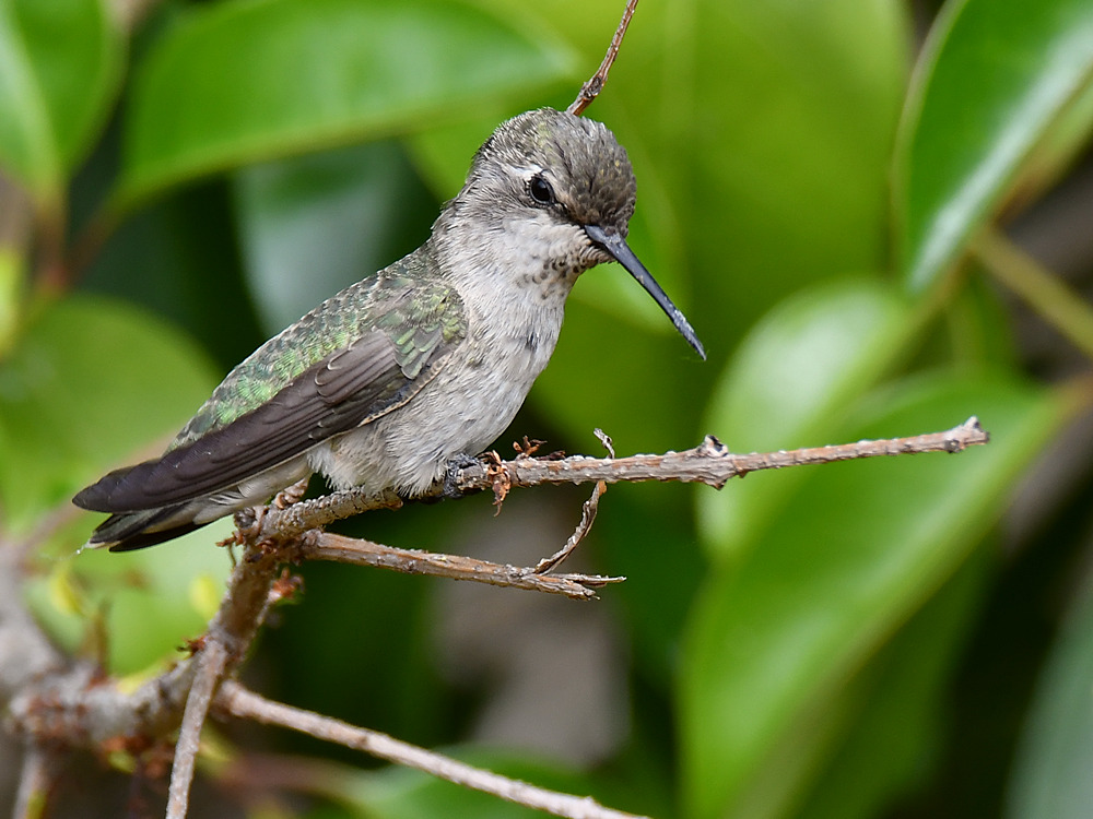 Hummer4.jpg