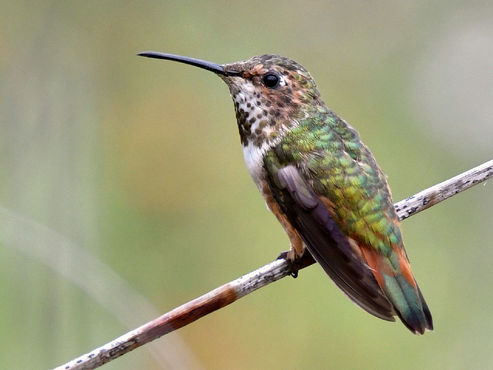 Hummer4.jpg