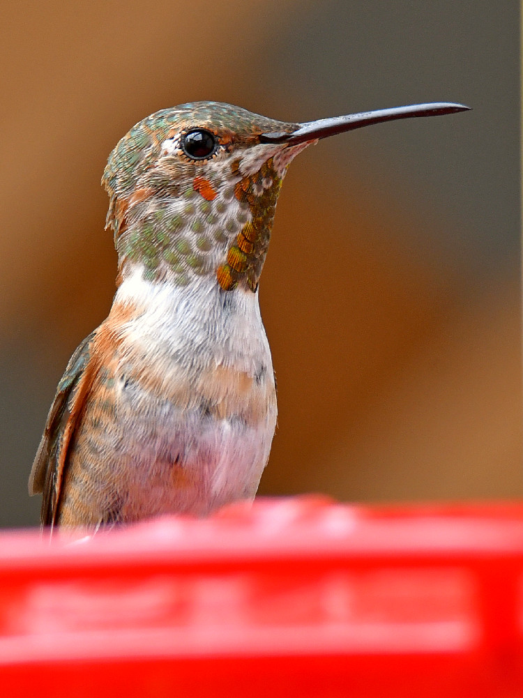 Hummer4.jpg