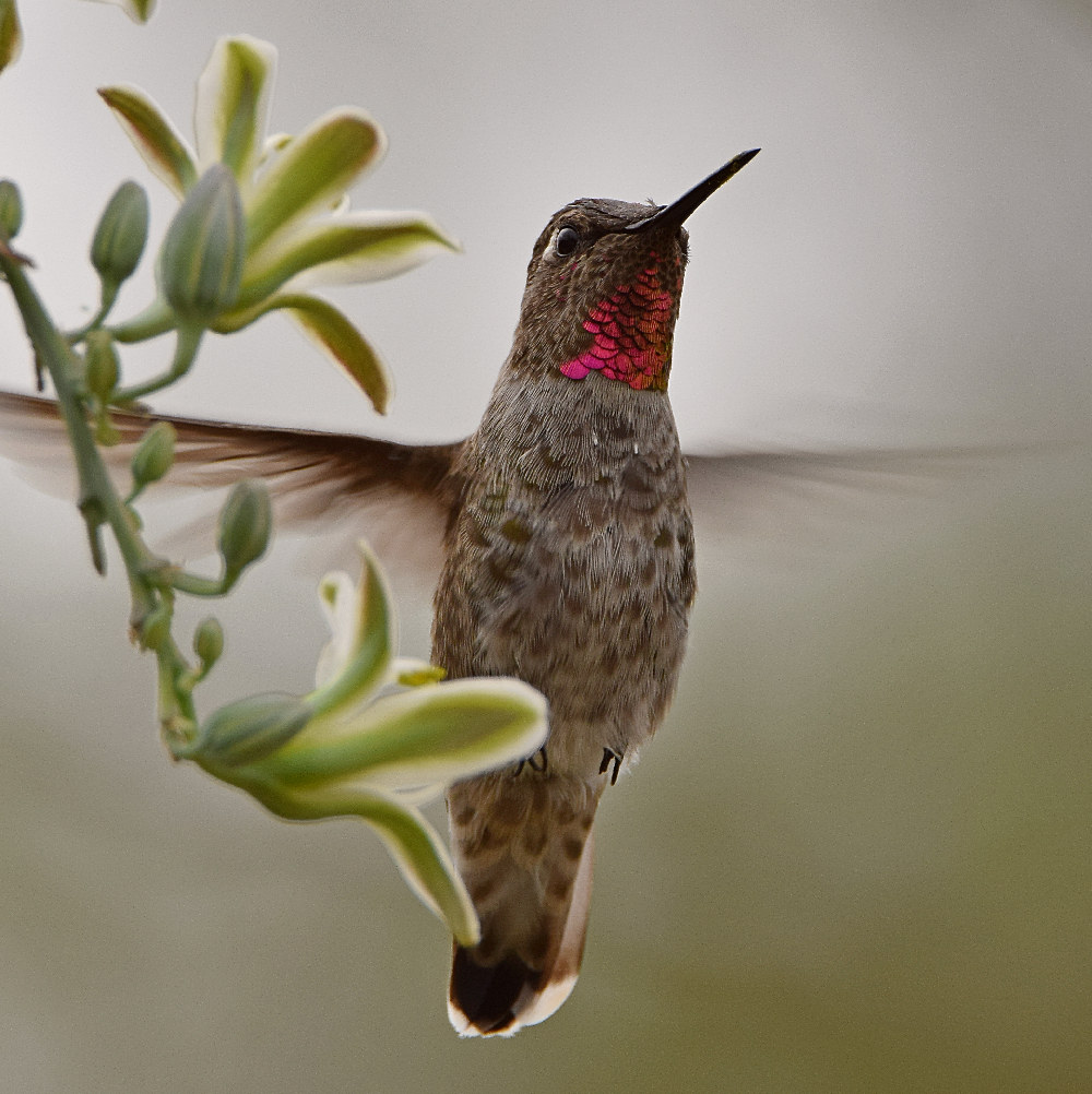 Hummer4.jpg