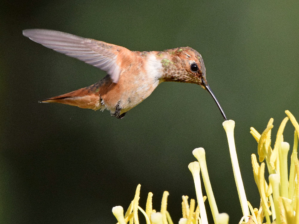 Hummer4.jpg