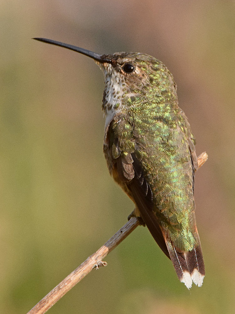 Hummer4.jpg