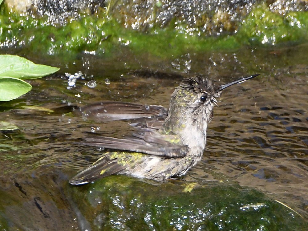 Hummer4.jpg