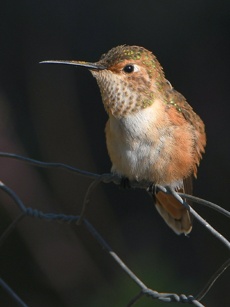 Hummer4.jpg