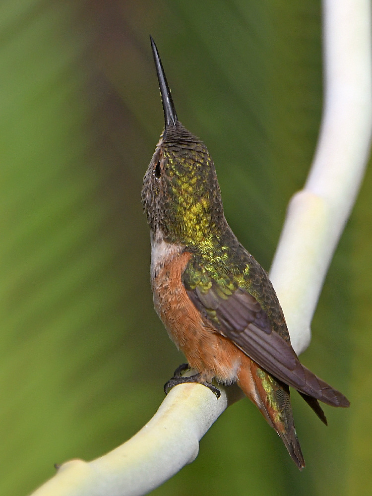 Hummer4.jpg