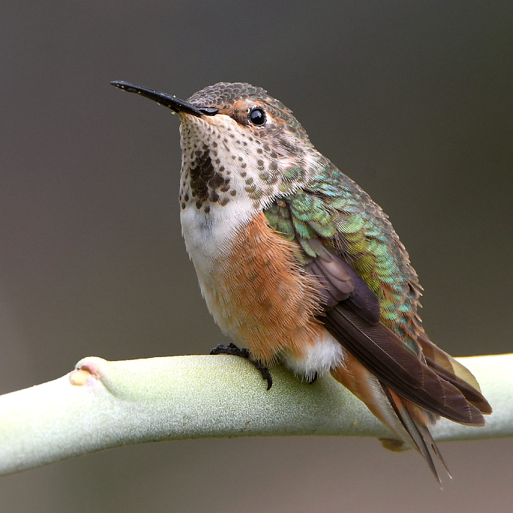 Hummer4.jpg