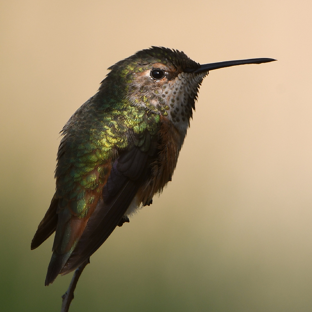 Hummer4.jpg