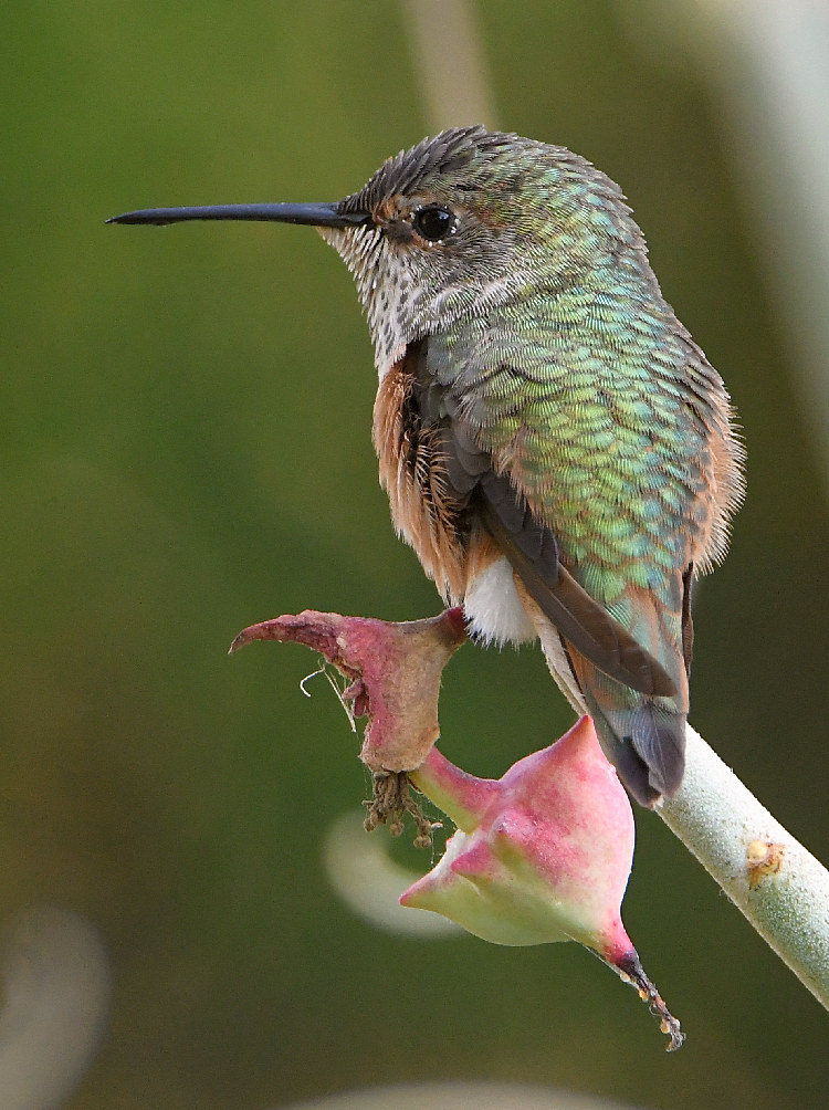 Hummer4.jpg