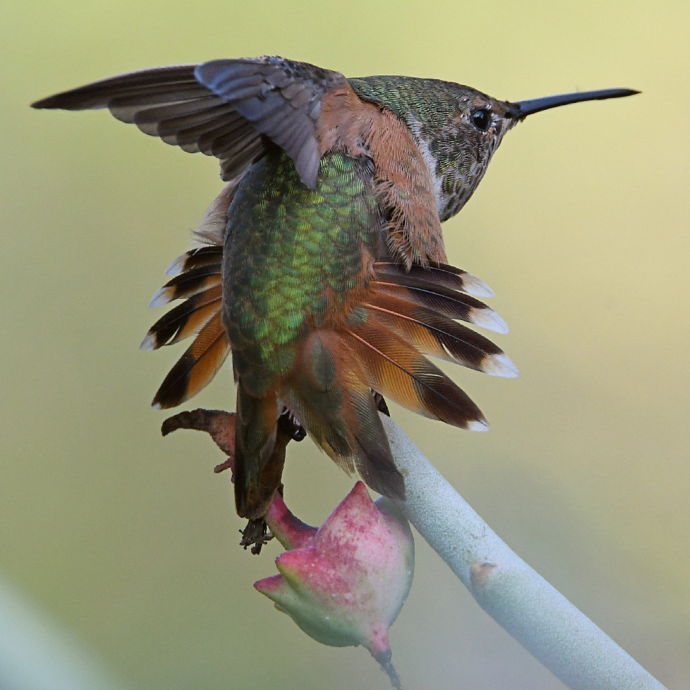 Hummer4.jpg