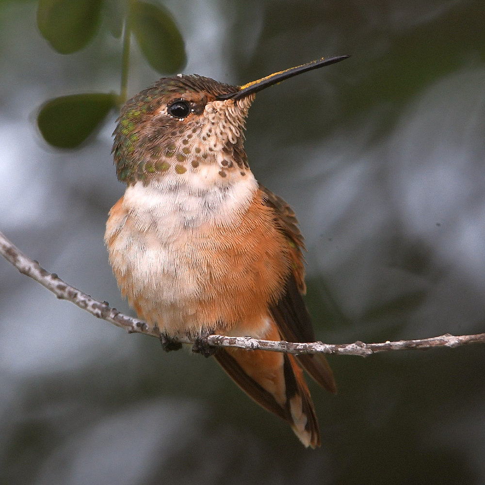 Hummer4.jpg