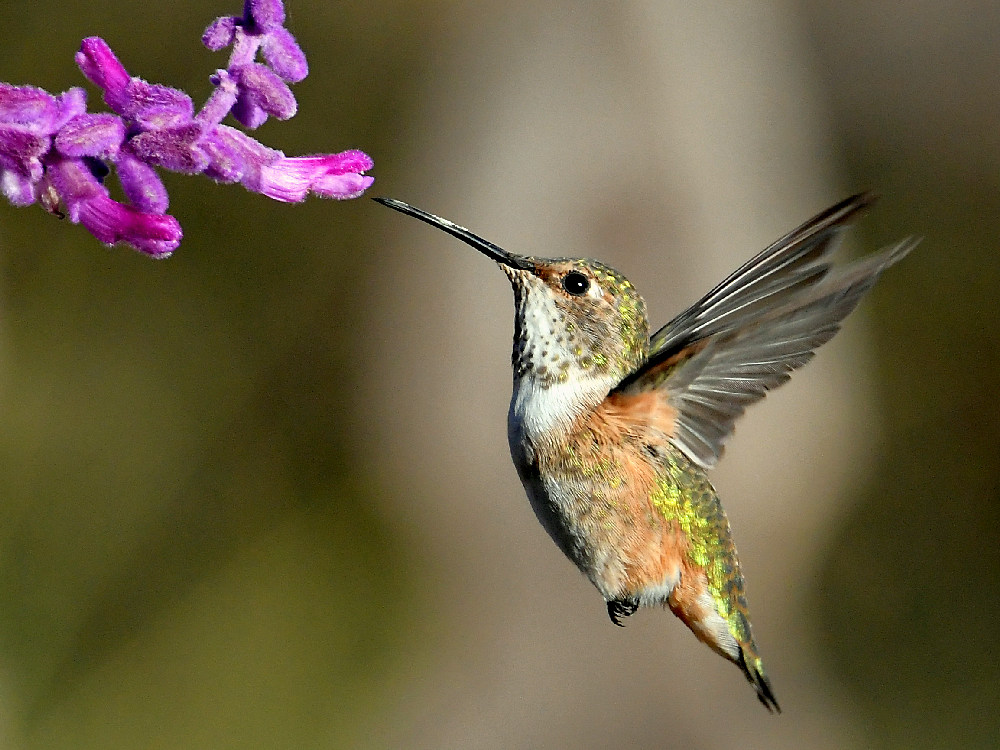 Hummer4.jpg