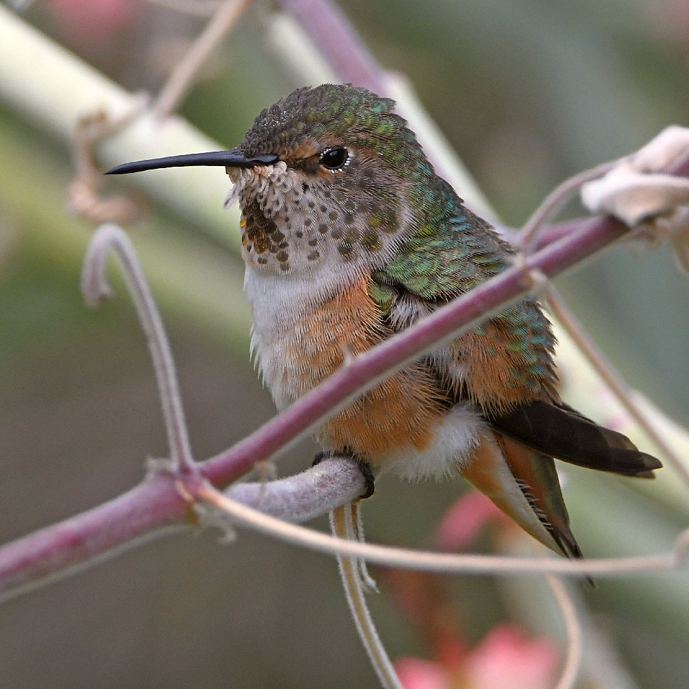 Hummer4.jpg