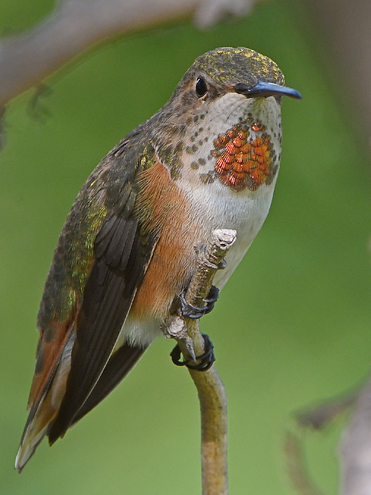 Hummer4.jpg