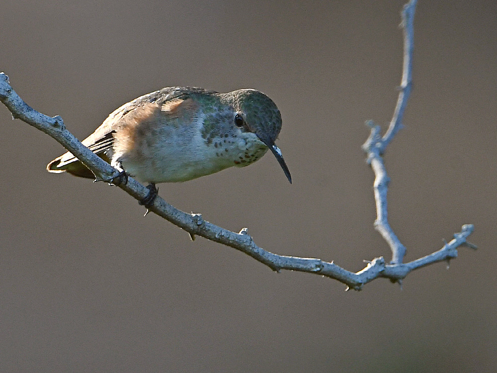 Hummer4.jpg