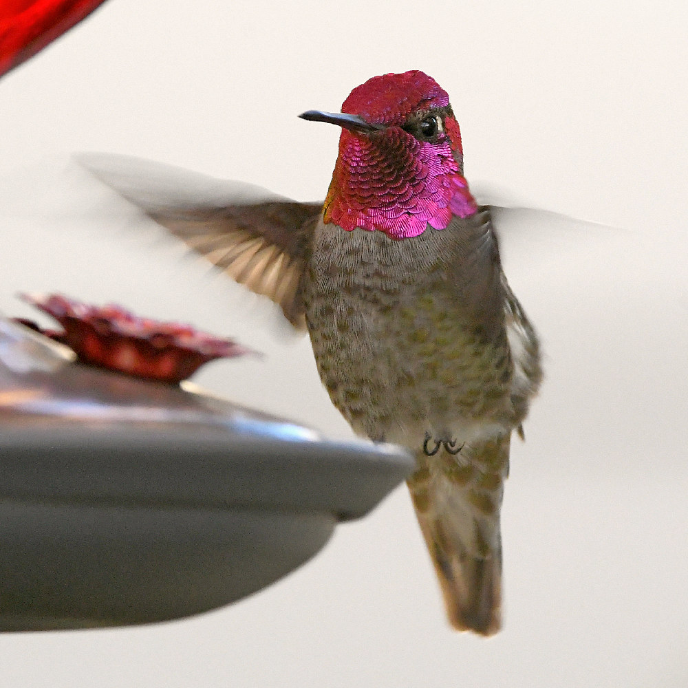 Hummer4.jpg