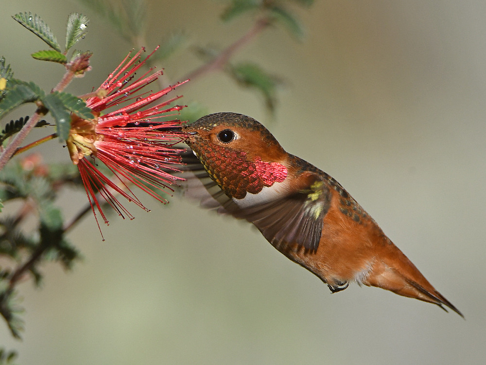 Hummer4.jpg