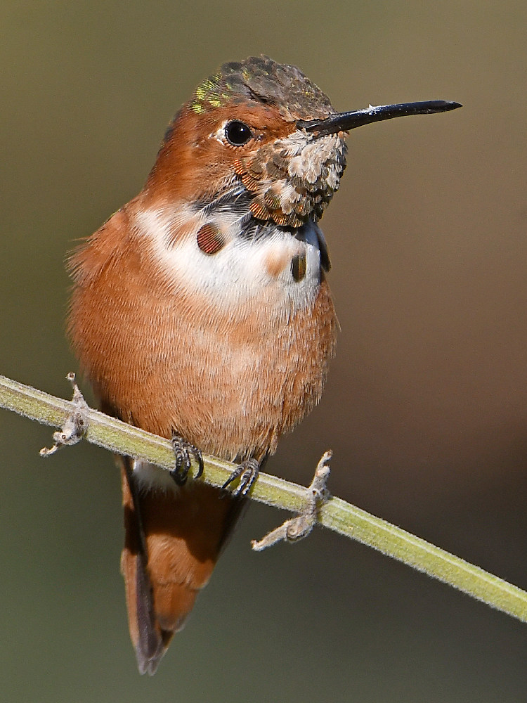 Hummer4.jpg