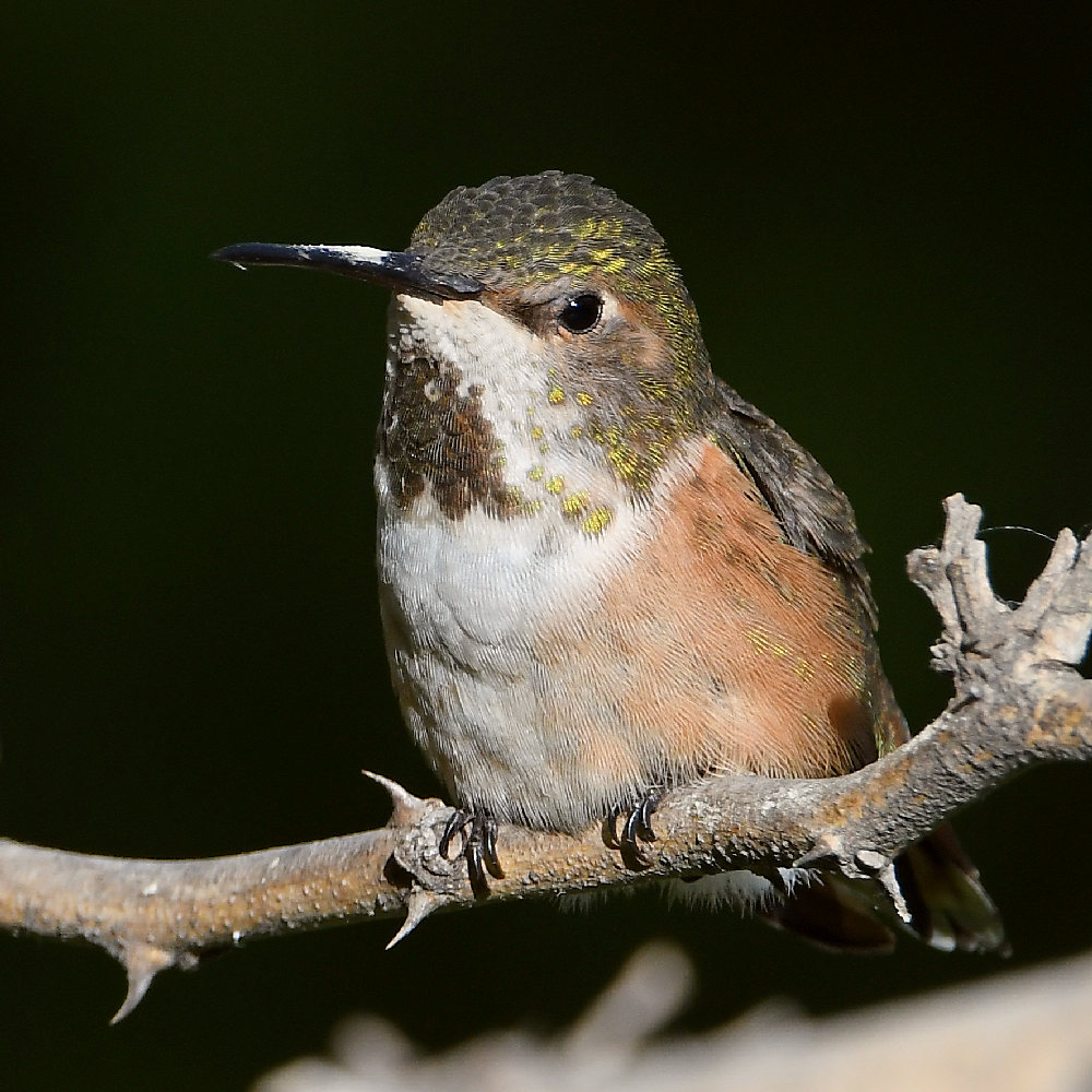 Hummer4.jpg