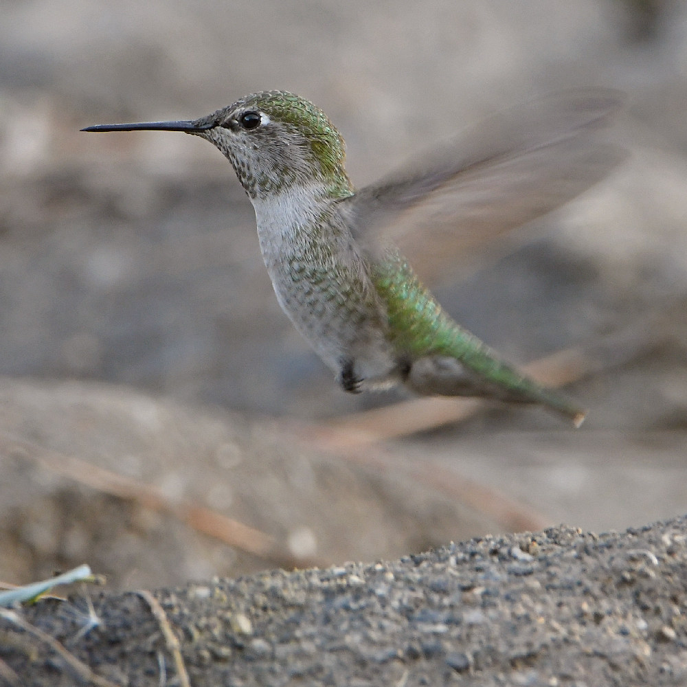 Hummer4.jpg