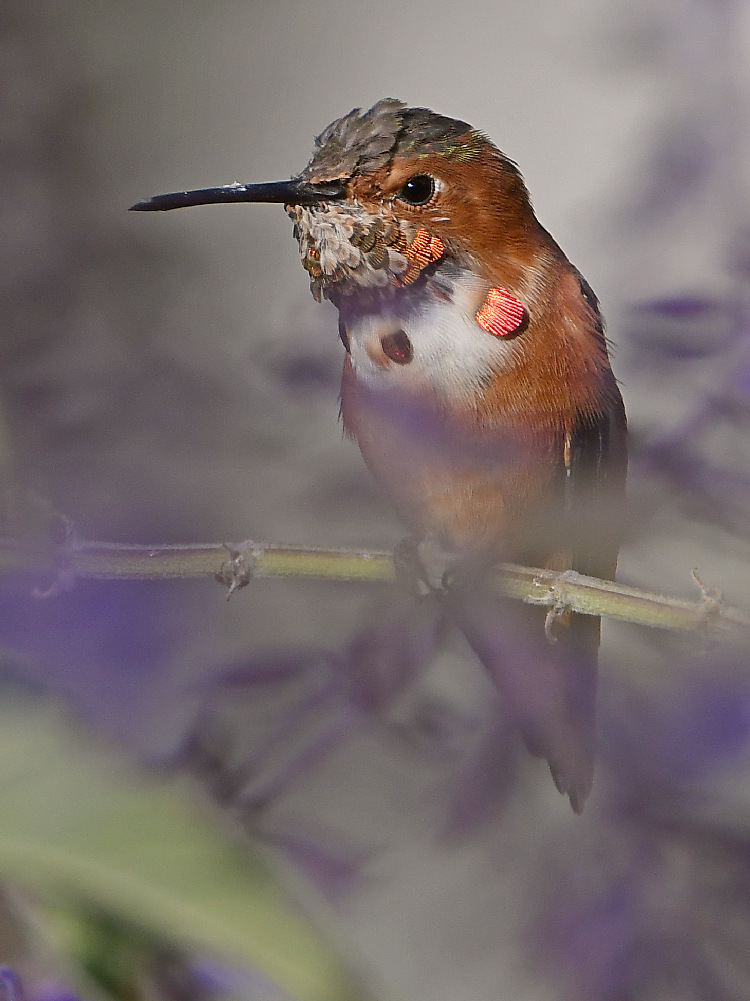 Hummer4.jpg