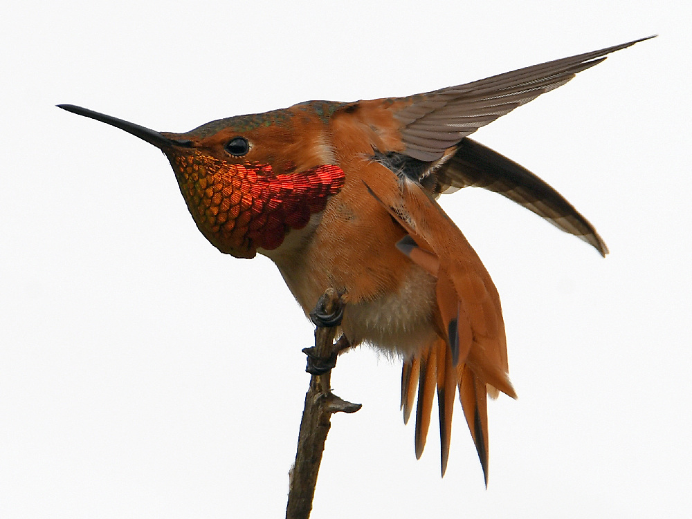 Hummer4.jpg