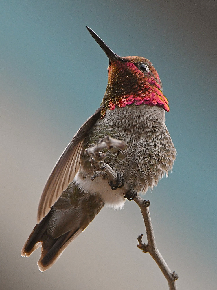 Hummer4.jpg