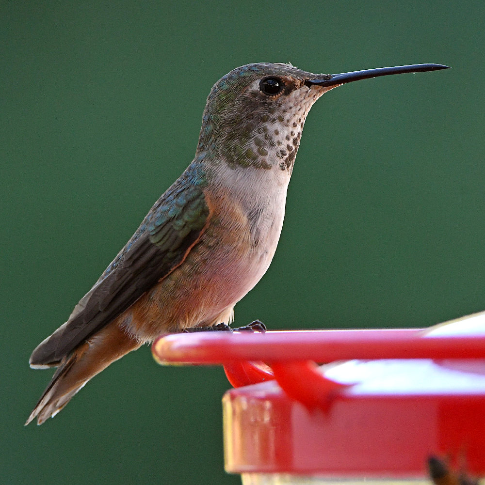 Hummer4.jpg