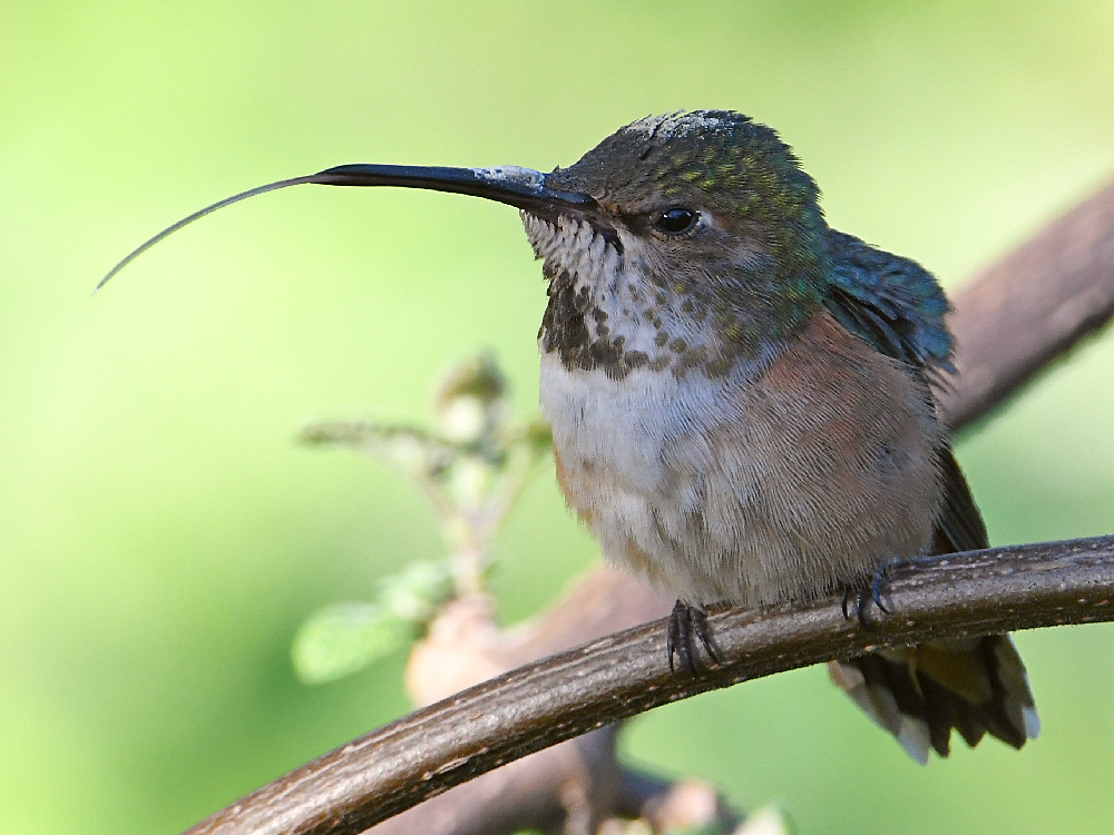 Hummer4.jpg