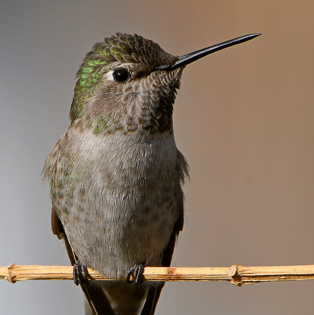 Hummer4.jpg