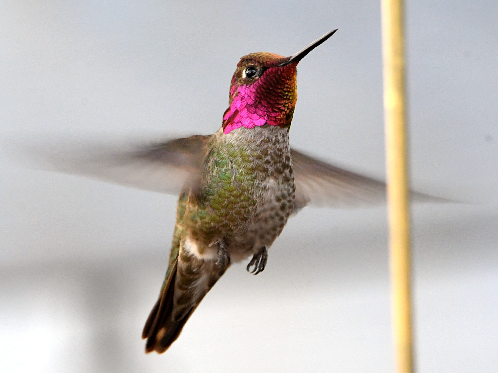 Hummer4.jpg