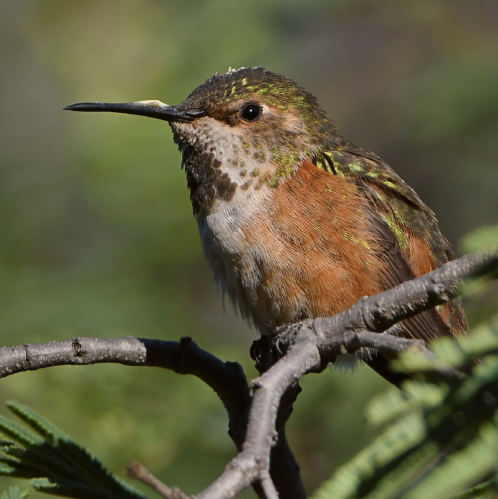 Hummer4.jpg