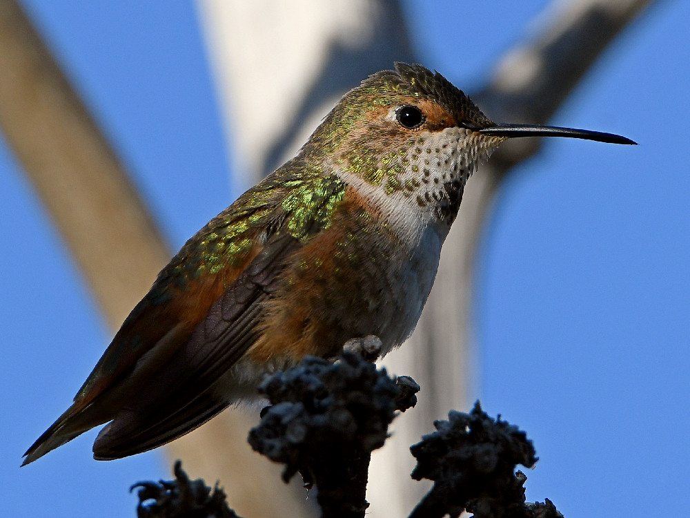 Hummer4.jpg