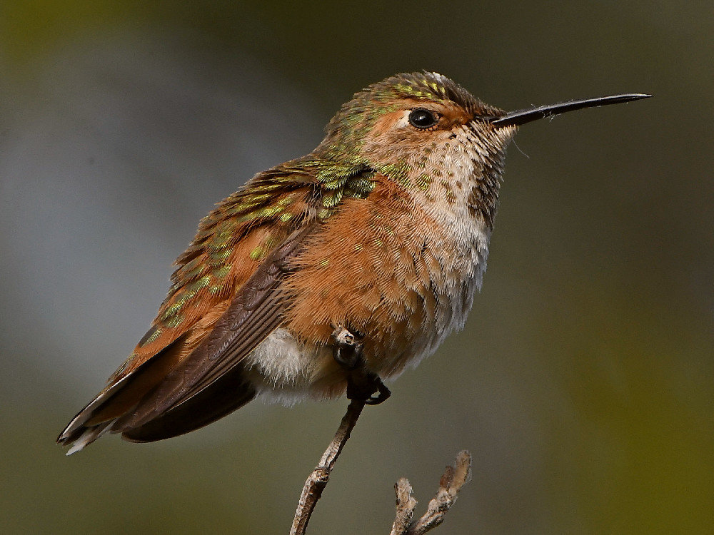 Hummer4.jpg