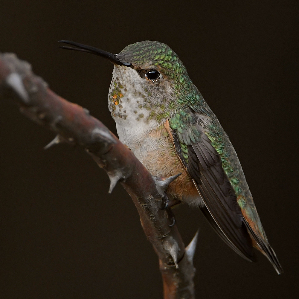 Hummer4.jpg