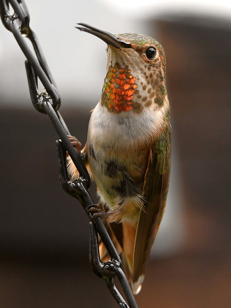 Hummer4.jpg