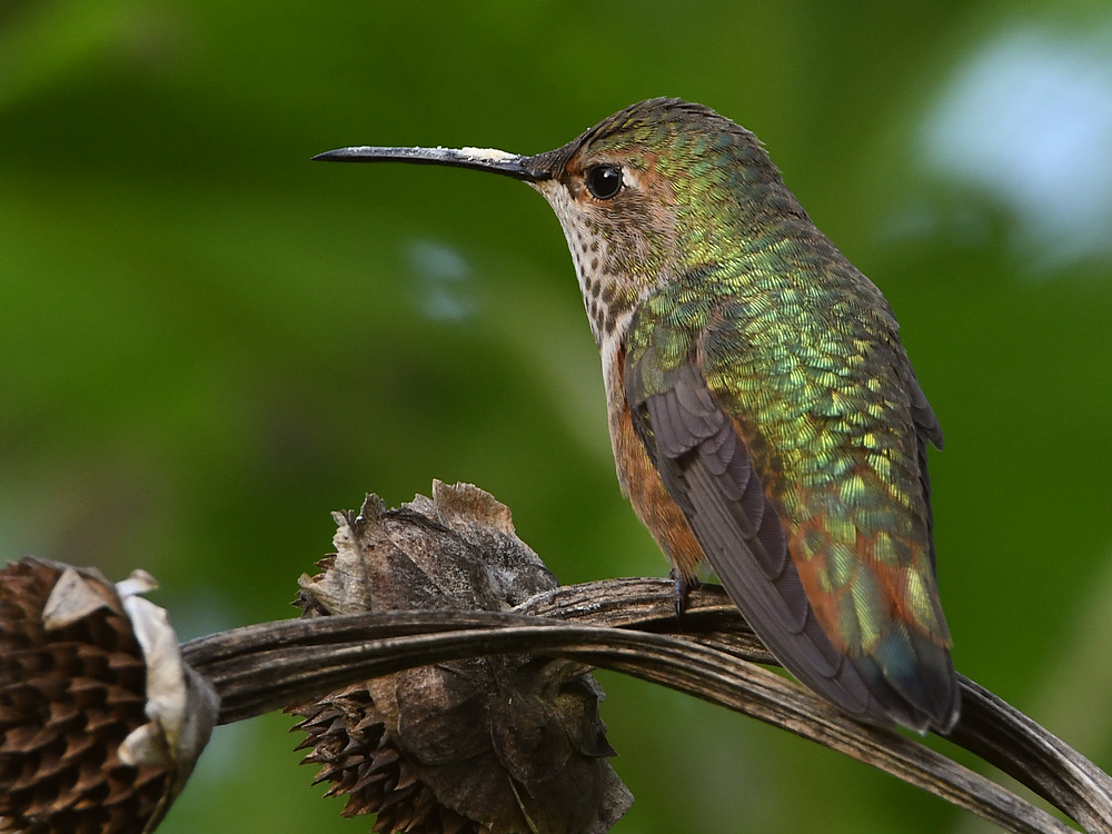 Hummer4.jpg